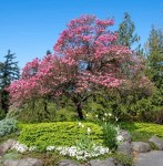 Cherokee_Chief_Dogwood_BB — копия (2)4